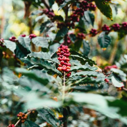 Plantation de café