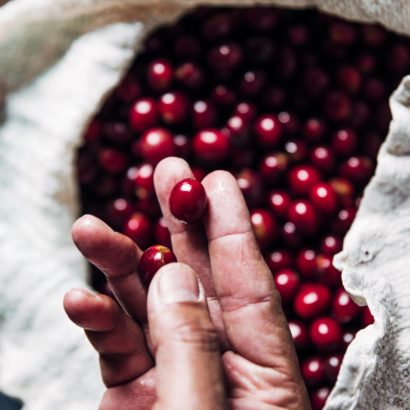 hand-holding-freshly-picked-coffee_4460x4460